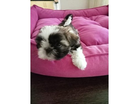 Aile ortamında shih tzu bebekler