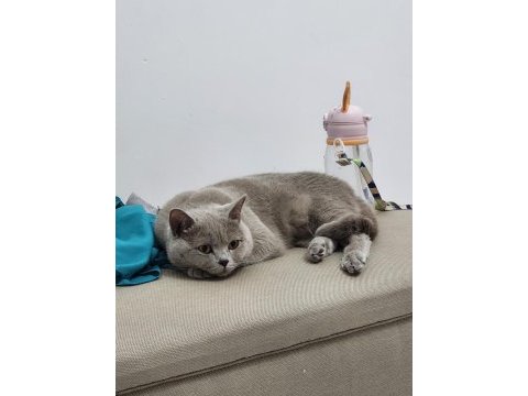 British shorthair kedimiz
