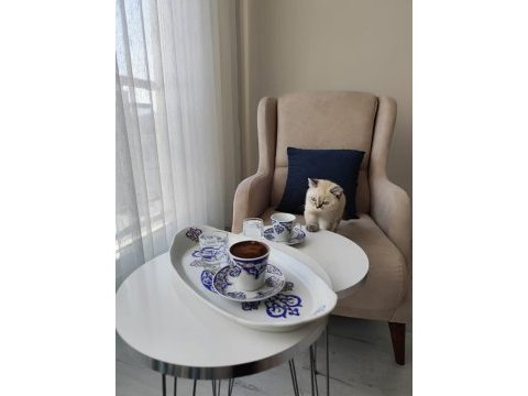 British blue point kızım yeni yuvasını arıyor