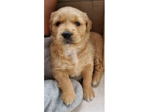 Kendi golden retriever yavrumuz