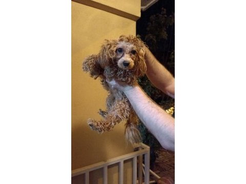 Sağlık garantisiyle a kalite toy poodle