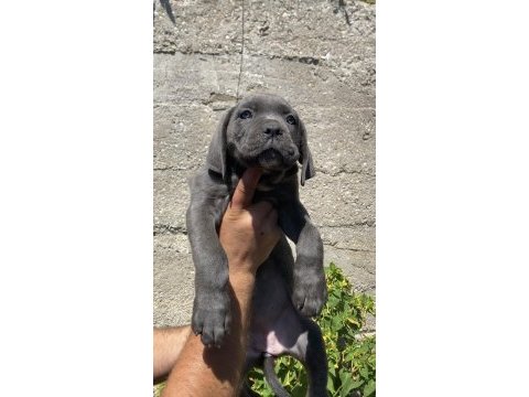 Irk ve sağlık garantili cane corso yavruları