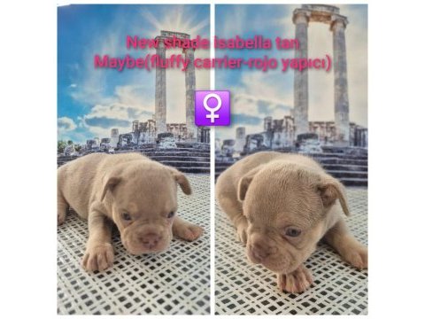 A kalite french bulldog yavrular