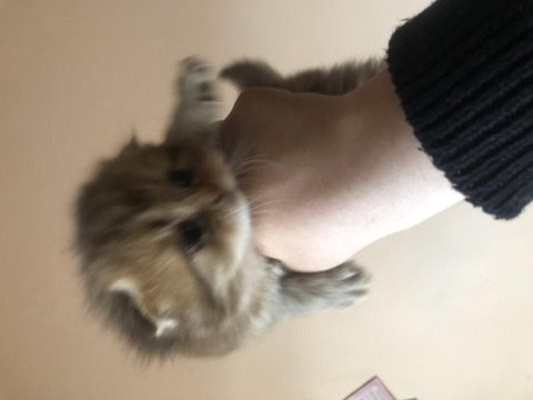 Scottish fold ve scottish blue point 1-2 aylık yavru