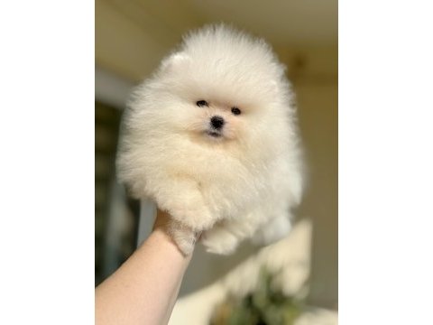 Teacup beyaz ayıcık pomeranian boo