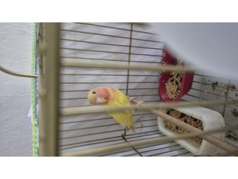 Dişi 4 aylık kırmızı göz sağlıklı papağanımız