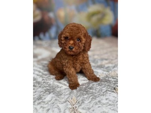 Toy poodle yavrular