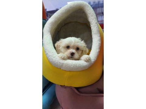 Maltese terrier malta