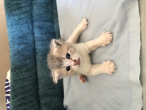 1 aylık yavru scottish fold