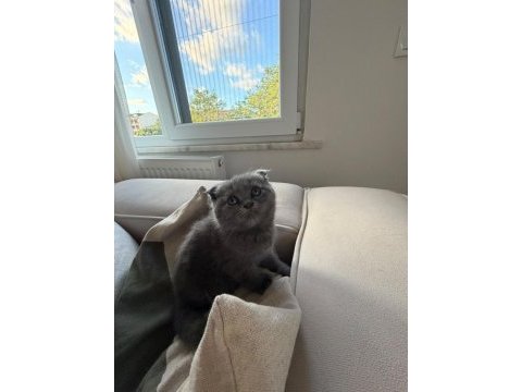 45 günlük gri scottish fold teslime hazır