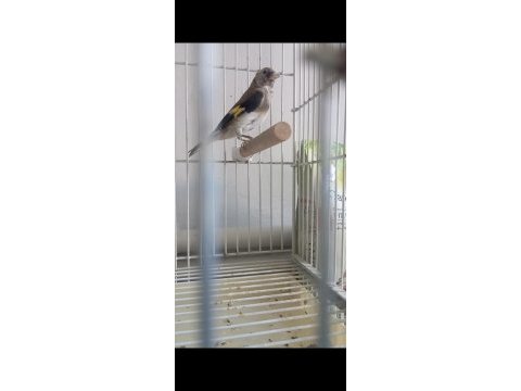 Dişi ve erkek saka yavru kuşlarım