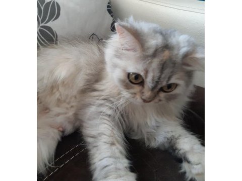 Çok güzel chinchilla kedim yeni yuvasını arıyor