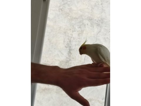 4 aylık sultan papağanı lutino kırmızı göz