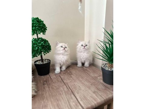 British longhair iki adet kedimiz