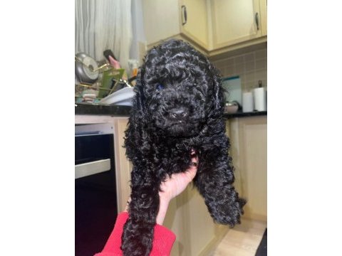 2 aylık siyah erkek toy poodle yavrusu