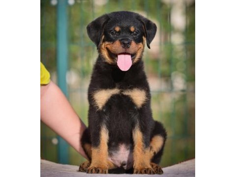 Izin belgeli üretim çiftliğinden rottweiler kapıda öde
