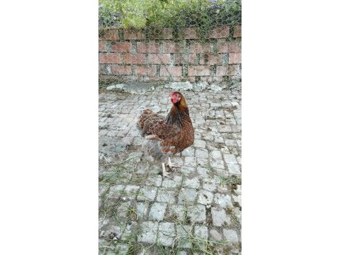 Red blue wyonted kuluçkalık yumurta