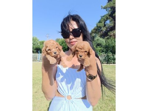 Maltipoo yavrularım çok sevimliler