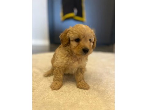 2 aylık yakışıklı maltipoo cinsi oğlumuz
