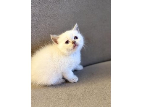 British shorthair yavrularımız