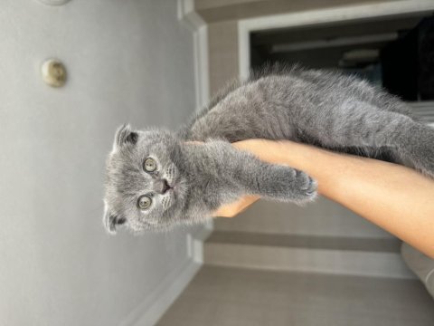 Scottish fold üç aylık kedimiz