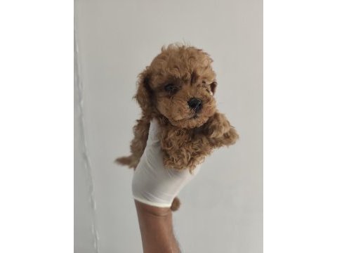 Toy poodle aşılı kilo garantili yavrular