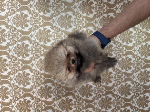 Pomeranian boo erkek bebeğimiz