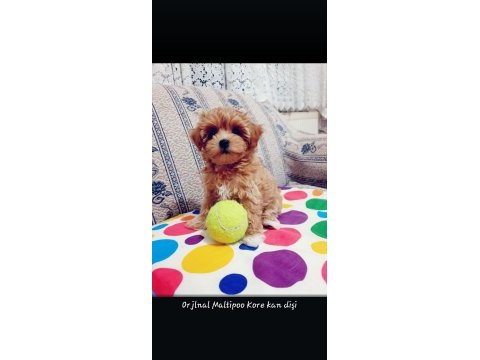 Kore kan maltipoo yavru kilo garantili