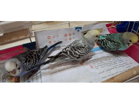 Yavru muhabbet kuşlarımız yeme düşmüştür