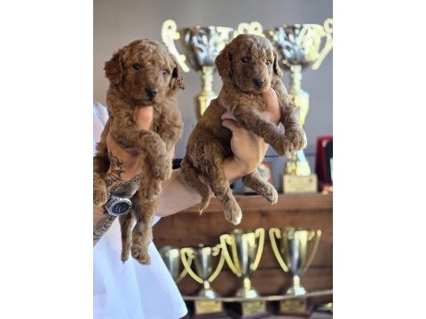 Safkan dev poodle üst düzey soydan özel seri burkemden