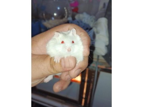 Çok güzel bir beyaz kız ve kara çocuk hamster