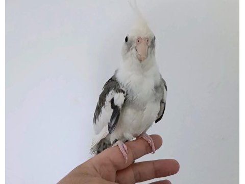 White face konuşan erkek sultan papağanı