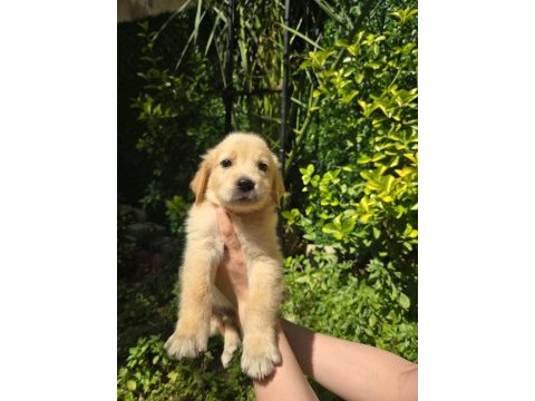 Orjinal golden retriever