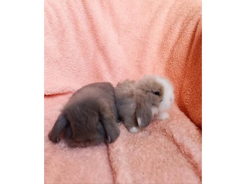 Hollanda teddy lop tavşanı