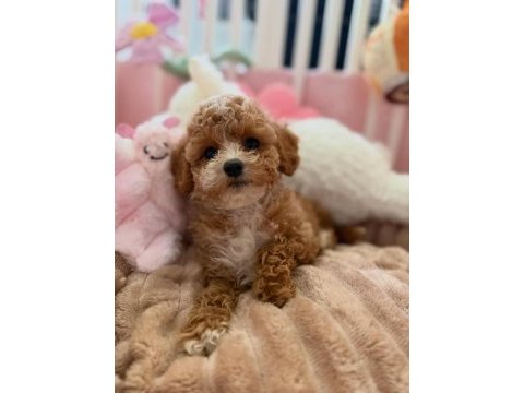 Sevimli maltipoo yavrularımız