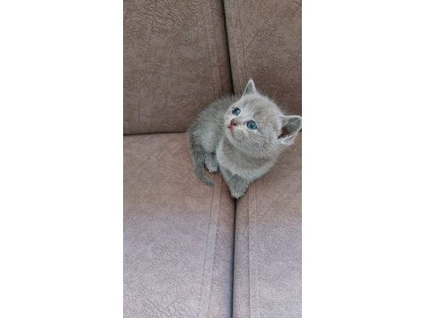 Brıtısh yavrula yenı aılesınj beklıyor