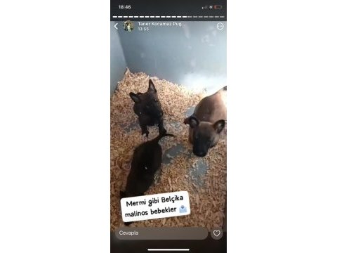 Kara surat belçika kurdu yavrular