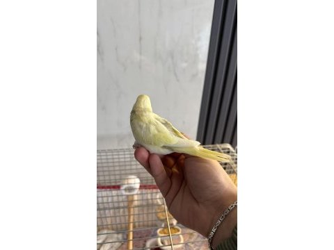 Yeni yeme düşmüş alıştırmalık iri çek muhabbet yavrular