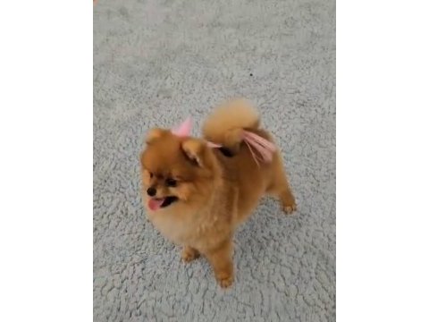 34 yıllık canpette ayı surat pomeranian yavrumuz micro