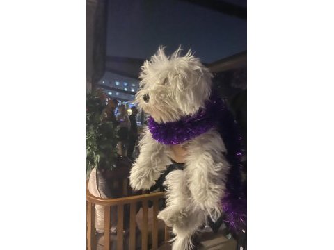 Terrier oğlumuzu sahiplendiriyoruz