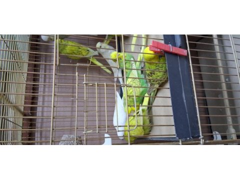 Show jumbo yavru muhabbet kuşlar