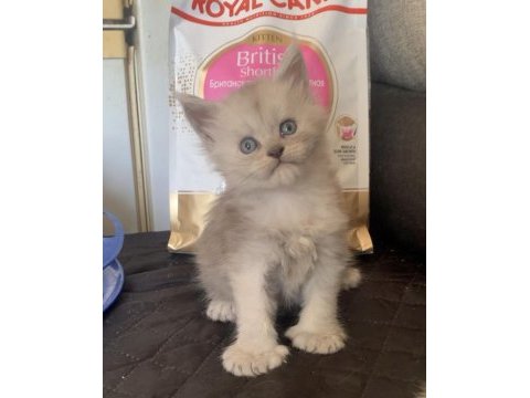 Üst kaliteli maine coon ns11 rengi