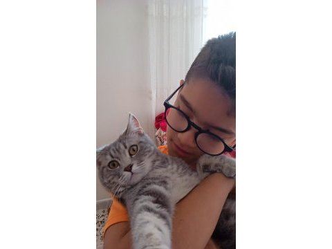Kedimiz lia hanımı çiftleşeceği eş arıyoruz