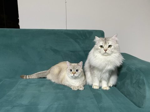 Baba full scr li blh ns11 anne lynx point bebeklerimiz