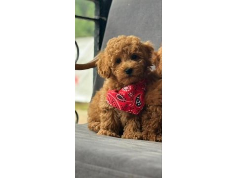 Toy poodle bebek köpekler