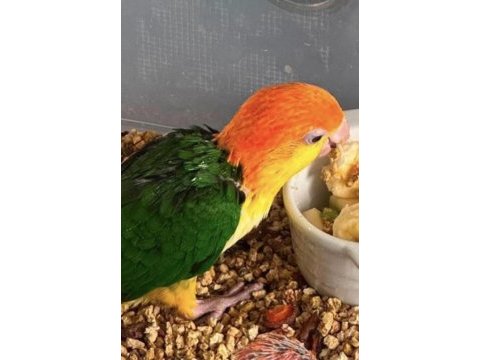 Böyle kaliteli portakal caique bulunmaz