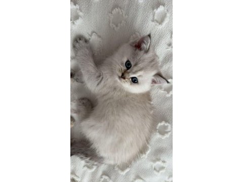 British shorthair ve scottish fold yavrular