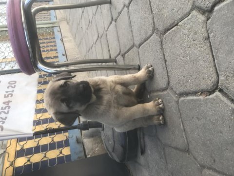 Hakiki kangal yavruları