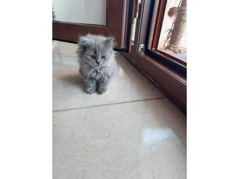 2 aylık british longhair kedisi