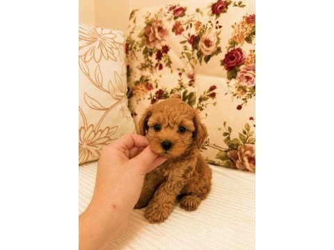 Micro teacup maltipoo